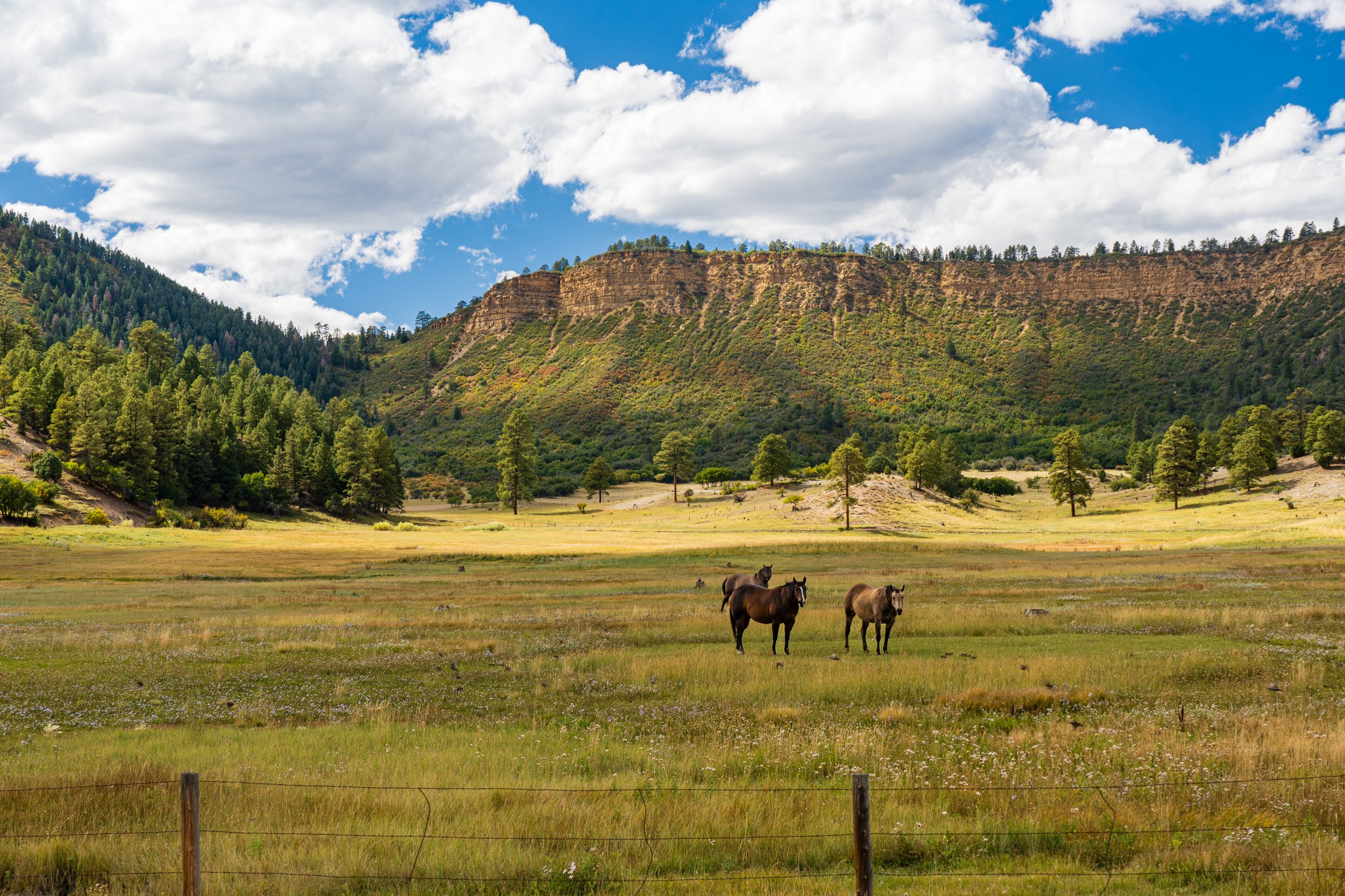 USA 2024 5 Sterne 40